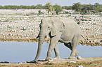 African Elephant