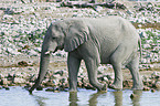 African Elephant