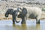 African Elephants