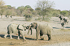 African Elephants and zebras