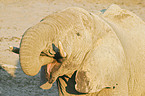 drinling African Elephant