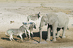 African Elephant and zebras