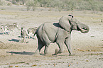 African Elephant and zebras