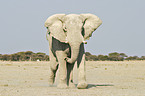 African Elephant