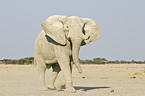 African Elephant