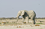 African Elephant and springboks