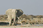 African Elephant and sprinboks