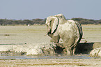 African Elephant