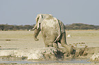 African Elephant