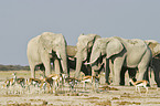 African Elephants and springboks