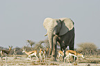 African Elephant and springboks