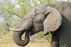 drinking African Elephant