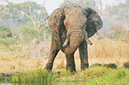 African Elephant at body care