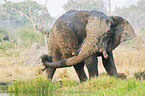 African Elephant at body care
