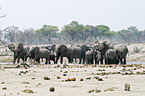 African Elephants