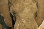 African Elephant