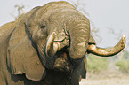 drinking African Elephant
