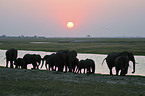 African Elephants