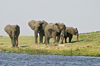 African Elephants