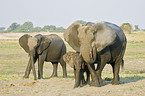 African Elephants