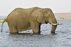 African Elephant