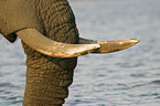 African Elephant