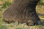 Elephants foot