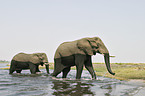 African Elephants