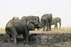 African Elephants at body care