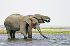 African Elephants