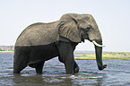 African Elephant