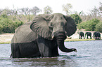 African Elephants