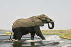 African Elephant