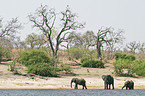 African Elephants