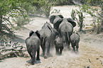 African Elephants