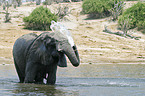 African Elephant