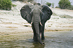 African Elephant