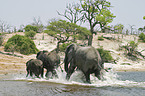 African Elephants