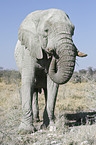 African Elephant