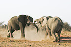 fighting African Elephants