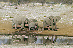 African Elephants