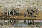 African Elephants