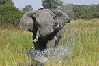 African Elephant