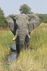 African Elephant