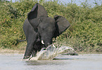 African Elephant