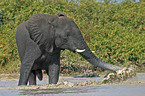 African Elephant