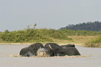 African Elephants