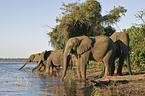 African Elephants