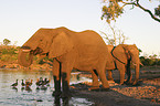 African Elephants