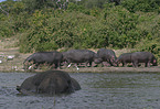 African Elephant and hippos